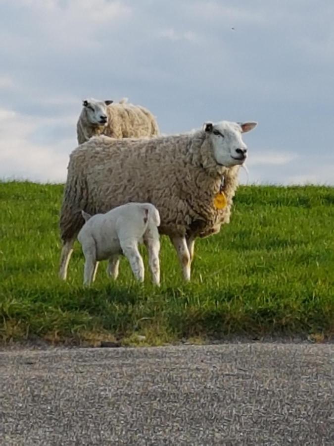 Apartmán "Het Steechje" In Ie Bij Schiermonnikoog En Ameland Ee Exteriér fotografie